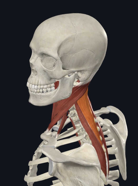 Image Credit: Complete Anatomy App. 